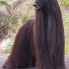 Mayastique