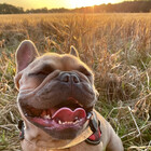 Sunsetdogs