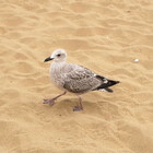 Joddlem