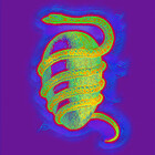 GuardianOphion