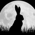 crazyrabbitlady