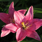FlowersAndMore
