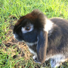 BlackBerryCute