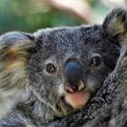 talkingkoala