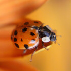 MargrietV