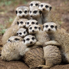 Freedom4Hugs