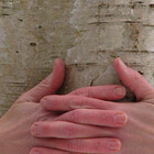 OldBirch