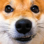 Yuzutheshiba
