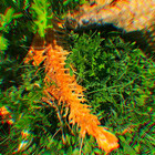 minsilvestre