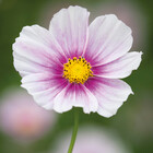 DayDreamCosmos