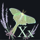 LavenderMothX