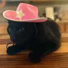 LittleKittyNya