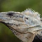 DragonsFurry