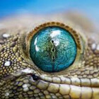 reptile-dynasty