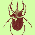 goblinbug