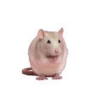 SmolYoonbum