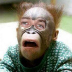 brainlessmonkey