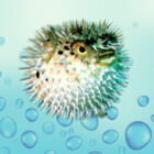 AllThingsPuffa