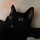 PepperMoon