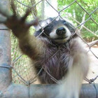 AngeloTheCoon