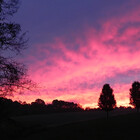 Dusk-Rose