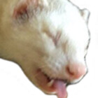 suugaarglaass