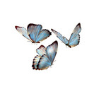 Bluebutterfly8
