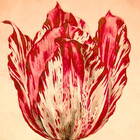 fromnaturesarms