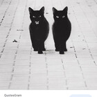 Twistedwhisker1