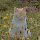 artcatsu