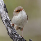 MerrilynSerong