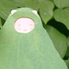 oaksprout