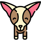 chihuahua-hub