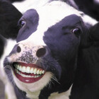 Veganland6
