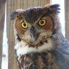 birdsofprey