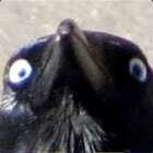 OhCrow