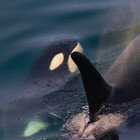 KillerWhaleArt