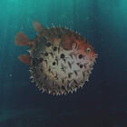 seacreaturesDes