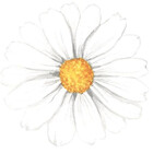 DaisyPaints