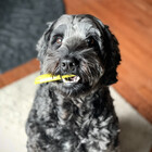 DoodleDogDoodle