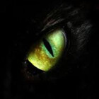 Redbubble profile picture for @catfight