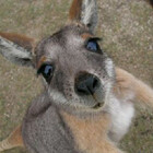 KangarooZach41