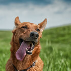 RedDoge