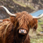 SCOTTISH-PICS