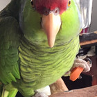 Galparrot