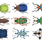beetleparade