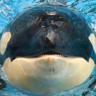 H2OMammals