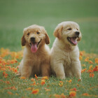 DoggoPaws