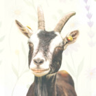 Quote-Goat