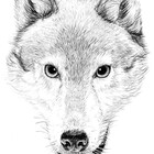 Redbubble profile picture for @wolves